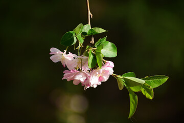 Flower in Yuan Dynasty City Wall Relics Park