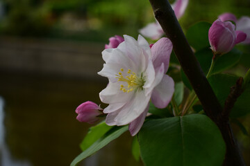 Flower in Yuan Dynasty City Wall Relics Park