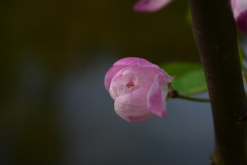 Flower in Yuan Dynasty City Wall Relics Park