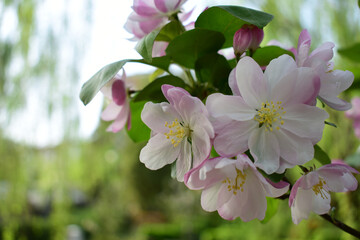 Flower in Yuan Dynasty City Wall Relics Park