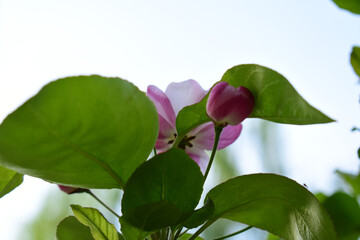 Flower in Yuan Dynasty City Wall Relics Park