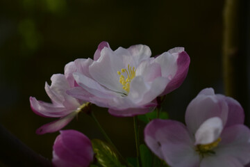 Flower in Yuan Dynasty City Wall Relics Park