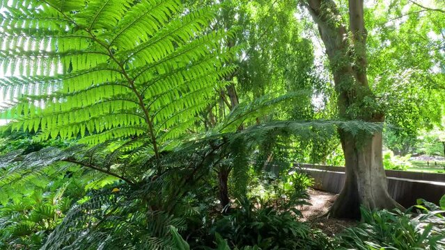 Lush Green Ferns and Tree Trunk