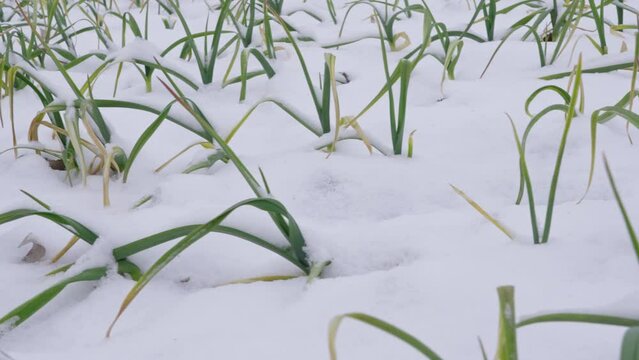 Green garlic sprouts covered with snow in winter season. 