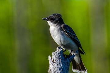 Eastern Kingbird in  Île Bizard Nature Park