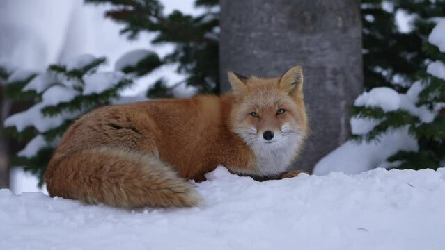 冬のキタキツネ　北海道の野生動物
