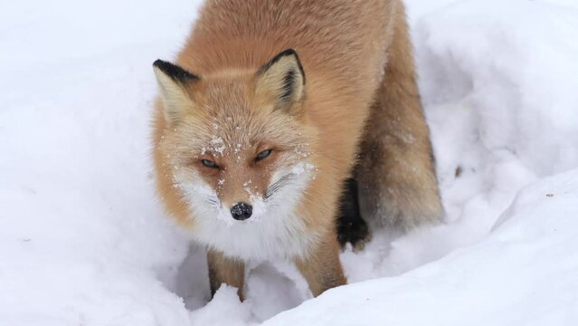 冬のキタキツネ　北海道の野生動物
