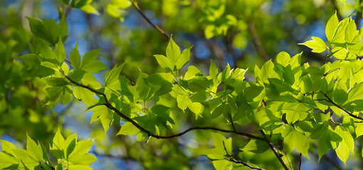 Green leaves background