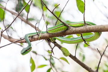 Snake with hemotoxic venom affects the blood system. Pope's Pit Viper (Trimeresurus popeiorum)...