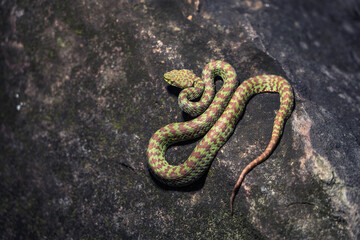 Snake with hemotoxic venom affects the blood system. Beautiful pit viper (Trimeresurus venustus) on the rock at night. It is a resident animal in the forest ecosystem of southern Thailand.
