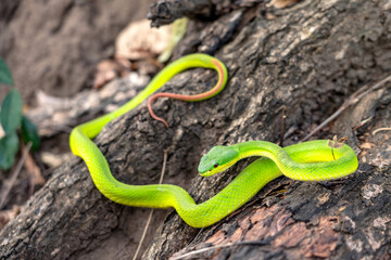 Snake with hemotoxic venom affects the blood system. Guo’s green pit viper (Trimeresurus guoi)...