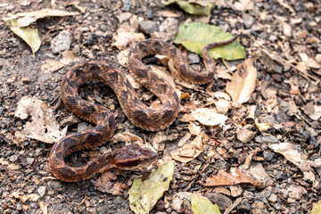 Snake with hemotoxic venom dangerous to the blood system. Malayan Pit Viper (Calloselasma rhodostoma) Camouflaged on the ground with a pile of dry leaves.