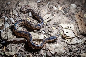 Snake with hemotoxic venom affects the blood system. Himalayan mountain pit viper (Ovophis...