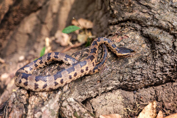 Snake with hemotoxic venom affects the blood system. Himalayan mountain pit viper (Ovophis...