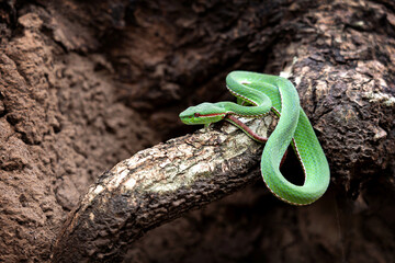 Snake with hemotoxic venom affects the blood system. Pope's Pit Viper (Trimeresurus popeiorum)...