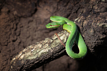 Snake with hemotoxic venom affects the blood system. Pope's Pit Viper (Trimeresurus popeiorum)...