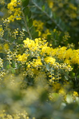 yellow flowers in the tree