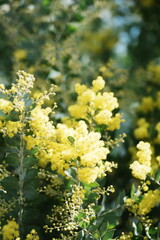 yellow flowers in the tree