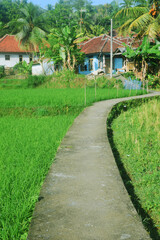 A road in the middle of the rice fields leads to the houses