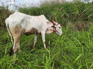 indian khillari breed white bull grazing in grass field in daylight