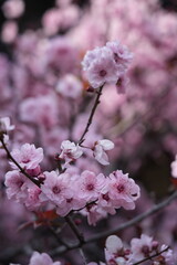 Obraz premium Pink blossom in Spring