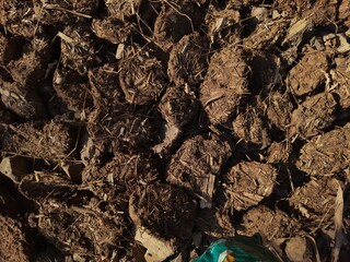 High Angle View of Sun-Drying Cow Dung Cakes