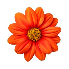 Mexican sunflower isolated on white transparent background. With clipping path.