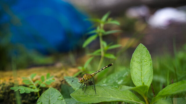 Dragonfly at Rest: A Peaceful Morning Scene