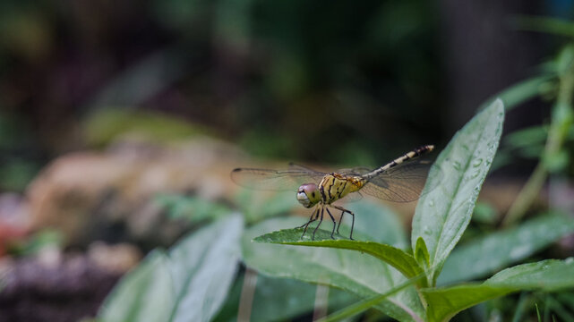 dragonfly on a leaf, beautiful morning photo