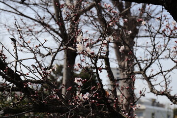 咲き始めた梅の花