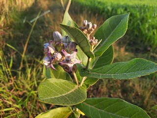A Closer Look: The Intricate Beauty of Calotropis Gigantea Flowers