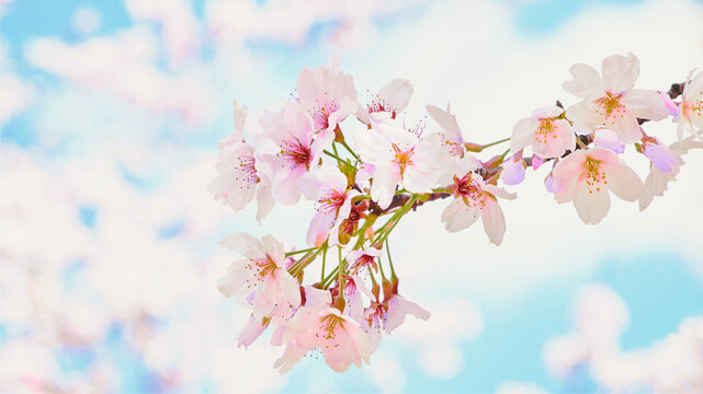 春の季節を感じさせる青空と満開に咲いた桜の花のクローズアップとカラフルな背景のボケとコピースペース