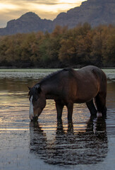 Black and brown chestnut bay wild horse stallion feeding on eel grass while in the Salt River near...