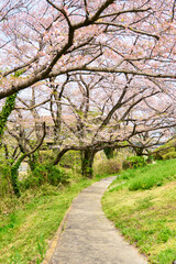 Obraz premium 春の季節を感じさせる満開に咲いた桜の花の桜並木のトンネルになった歩道