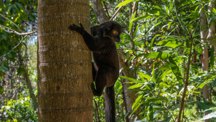A black Eulemur macaco is sitting on a tree, holding onto the trunk with its paws. The endemic animal looks down and away. Fluffy black fur, long tail, bright orange eyes. Madagascar. Nosy Komba 