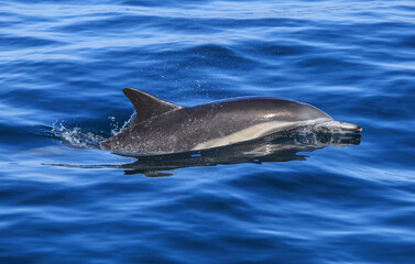 Fototapeta premium Dolphin swimming in the waves of the Pacific Ocean