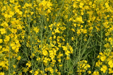 field of yellow flowers