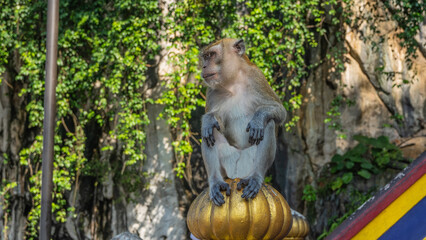 The monkey is sitting on the top of the fence, painted in gold, looking away. The paws are folded. Malaysia. Kuala Lumpur. Batu caves