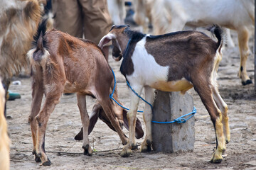 Goats or sheep at animal market. Lamb in the market. Sacrifices on Eid al-Adha. Goat farm. Portrait...