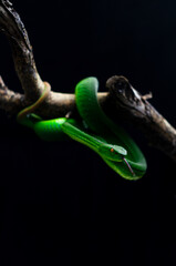 green snake on a branch