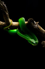 the green snake in the dark