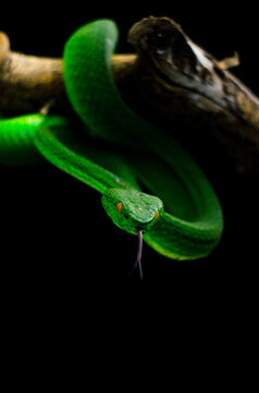 green tree python