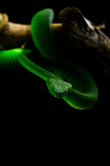 green snake on black background