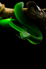 green snake in the ground