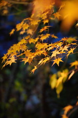 Yellow maple leaves close up