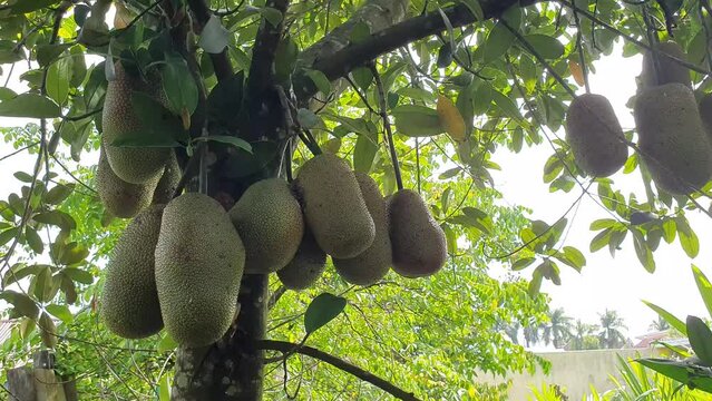 Cempedak, Artocarpus integer, exotic fruit similar to jackfruit
