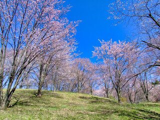 桜咲く公園　埼玉美の山公園