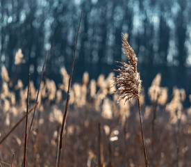 The reed bed by the lake is sunbathing.