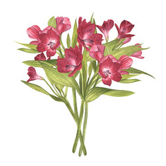 Bouquet of alstroemeria. Beautiful Peruvian Lilly. Branches of pink flowers. Watercolor illustration for background design, banner, greeting card, invitation