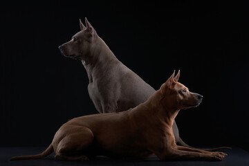 Profile portraits of two Thai Ridgeback dogs, one in silver-blue and the other in copper hue,...